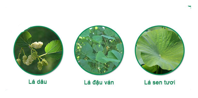 Lá dâu tằm trị mất ngủ