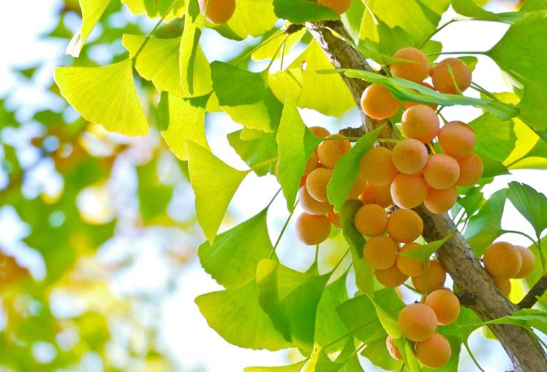 chữa rối loạn tiền đình bằng cây thuốc nam chữa rối loạn tiền đình bằng cây thuốc nam