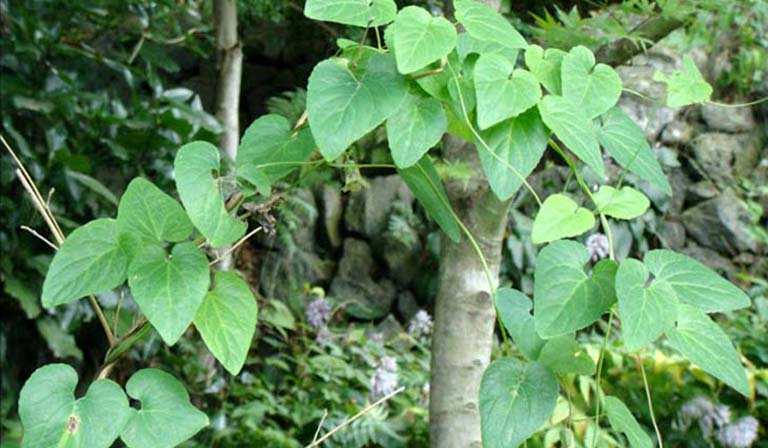 Chữa rối loạn tiền đình bằng cây thuốc nam Chữa rối loạn tiền đình bằng cây thuốc nam