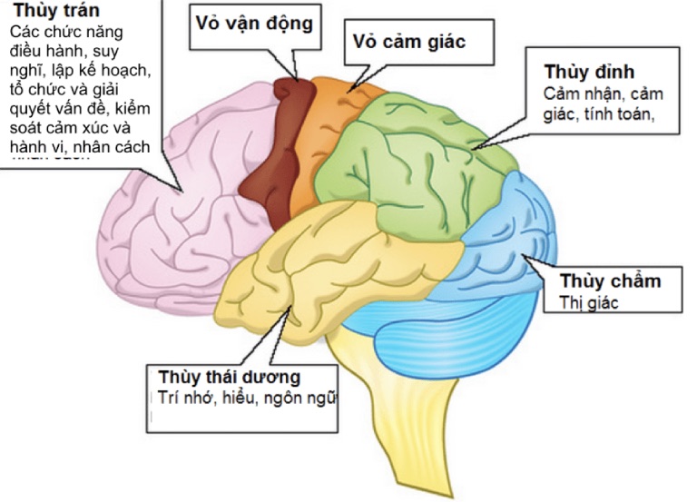 Rối loạn hành vi ở người lớn Rối loạn hành vi ở người lớn