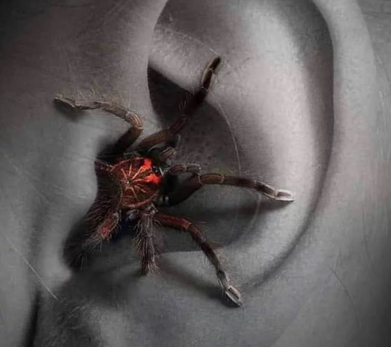 Arachnophobia Arachnophobia