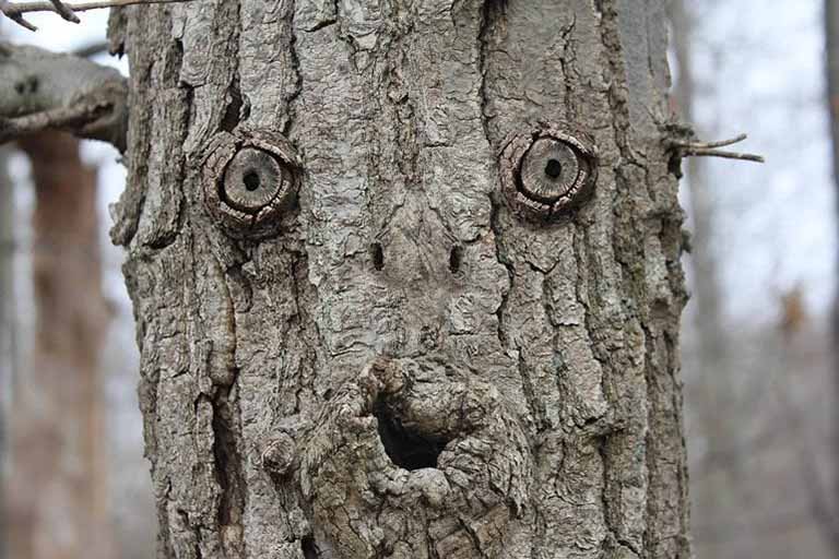 pareidolia pareidolia